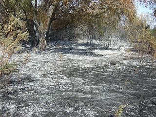Image showing burnt forest