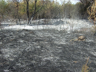 Image showing burnt forest