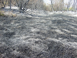 Image showing burnt forest