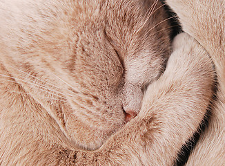 Image showing sleepy cat