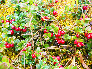 Image showing Berry cowberry ripe