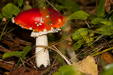 Image showing 'fly agaric