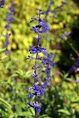 Image showing Salvia Viridis Flower