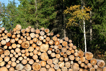 Image showing Firewood Stacked in Autumn Forest