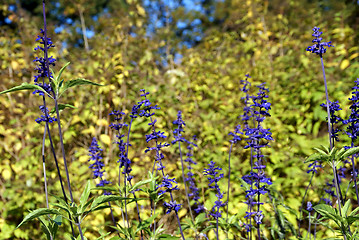 Image showing Salvia Viridis Flowers In Garden