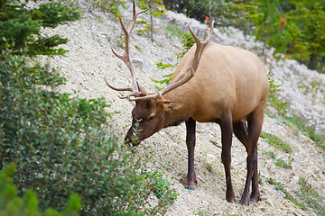 Image showing Bull Elk