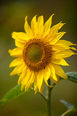 Image showing Sunflower Helianthus annuus