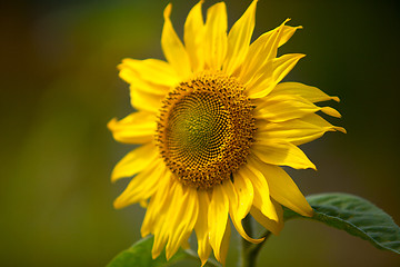 Image showing Sunflower Helianthus annuus