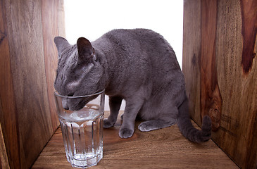 Image showing Russian Blue Cat