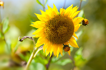 Image showing Sunflower Helianthus annuus