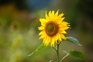 Image showing Sunflower Helianthus annuus