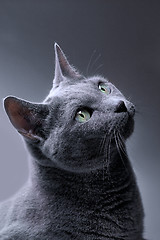 Image showing Russian Blue Cat