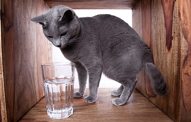 Image showing Russian Blue Cat