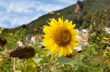 Image showing Sunflower Helianthus annuus