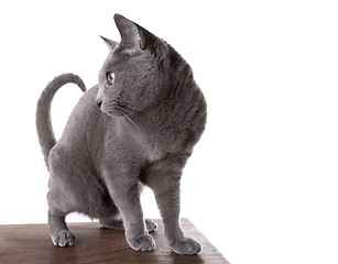 Image showing Russian Blue Cat