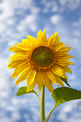 Image showing Sunflower Helianthus annuus