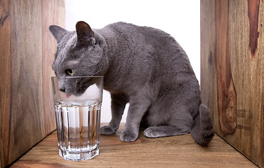 Image showing Russian Blue Cat