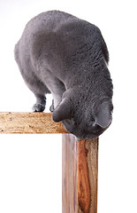 Image showing Russian Blue Cat