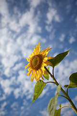 Image showing Sunflower Helianthus annuus