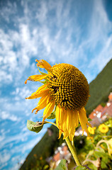 Image showing Sunflower Helianthus annuus