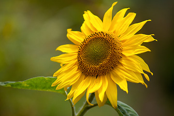 Image showing Sunflower Helianthus annuus