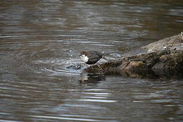 Image showing White-throated Dipper_ Norway's national bird 24.03.2005