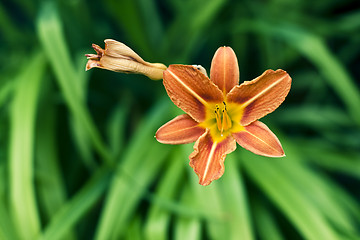 Image showing single orange flower 