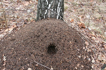 Image showing Ant-hill