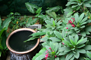 Image showing Tropical garden