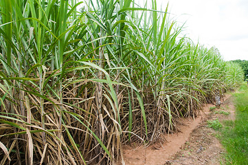 Image showing Sugar cane plantation