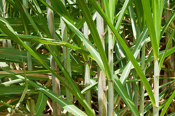 Image showing Sugar cane at a plantation