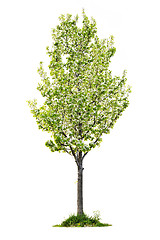 Image showing Isolated flowering pear tree