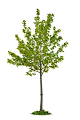 Image showing Isolated young maple tree