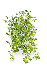 Image showing Fresh thyme on white background