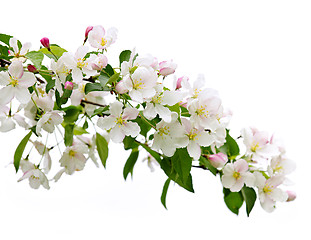 Image showing Blooming apple tree branch