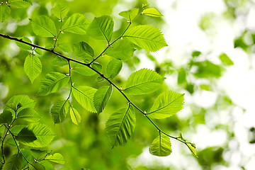 Image showing Green spring leaves