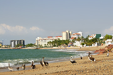 Image showing Pelicans on beach in Mexico