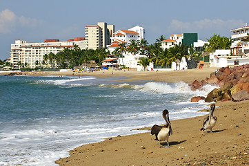 Image showing Pelicans on beach in Mexico