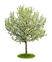 Image showing Isolated flowering apple tree