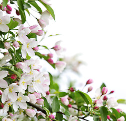 Image showing Apple blossoms background