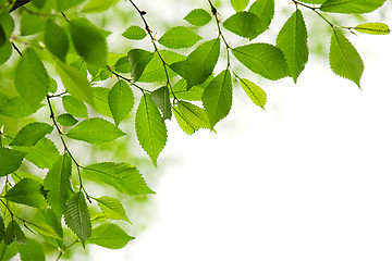 Image showing Green spring leaves on white background