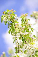Image showing Blooming apple tree branches