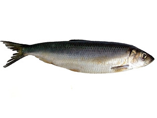 Image showing Fish on white background