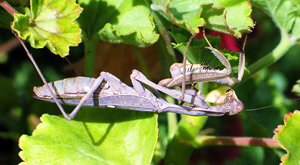 Image showing Acrobat grasshopper