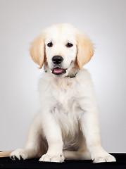 Image showing golden labrador retriever puppy