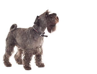 Image showing Schnauzer 