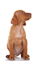 Image showing sitting Magyar Vizsla 