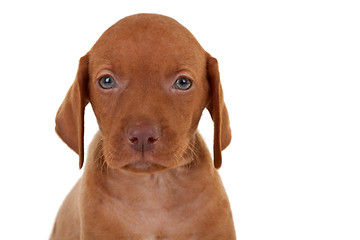 Image showing baby vizsla dog