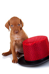 Image showing seated vizsla puppy