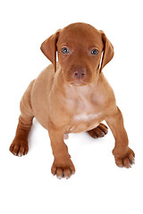 Image showing Hungarian Vizsla pointer puppy